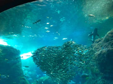 新江ノ島水族館に投稿された画像（2025/2/7）