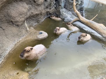 神戸どうぶつ王国に投稿された画像（2025/2/7）