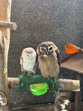 ダチョウ王国石岡ファームに投稿された画像（2025/2/7）