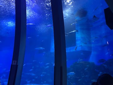 横浜・八景島シーパラダイスに投稿された画像（2025/2/7）