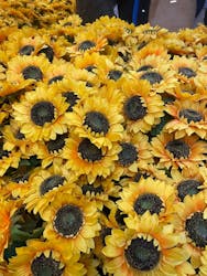 ゴッホ・アライブに投稿された画像（2025/2/7）