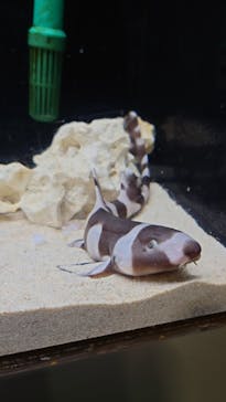 アクアワールド茨城県大洗水族館に投稿された画像（2025/2/7）