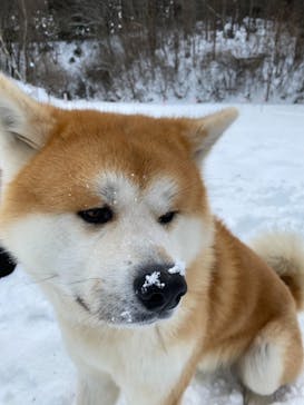 一般社団法人ヘルスケアデザイン秋田に投稿された画像（2025/2/7）