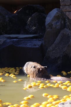 伊豆シャボテン動物公園に投稿された画像（2025/2/7）
