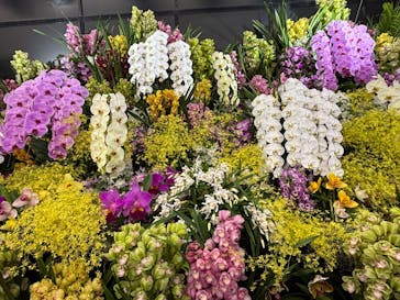 世界らん展2026-花と緑の祭典-に投稿された画像（2025/2/8）