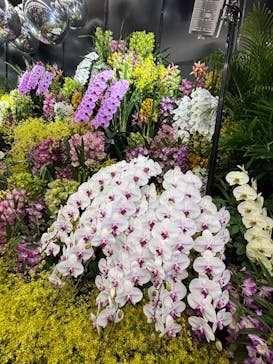 世界らん展2026-花と緑の祭典-に投稿された画像（2025/2/8）