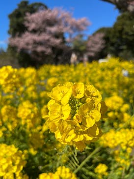 ニューヨークランプミュージアム＆フラワーガーデンに投稿された画像（2025/2/8）