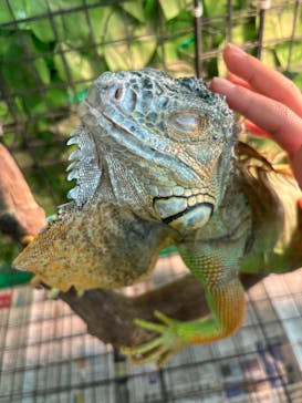 いきもの探検隊湘南に投稿された画像（2025/2/8）