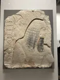 ブルックリン博物館所蔵 特別展 古代エジプトに投稿された画像（2025/2/8）