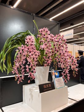 世界らん展2026-花と緑の祭典-に投稿された画像（2025/2/8）