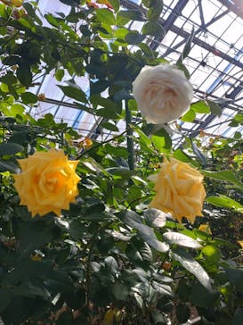 いばらきフラワーパークに投稿された画像（2025/2/8）