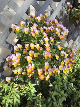 いばらきフラワーパークに投稿された画像（2025/2/8）