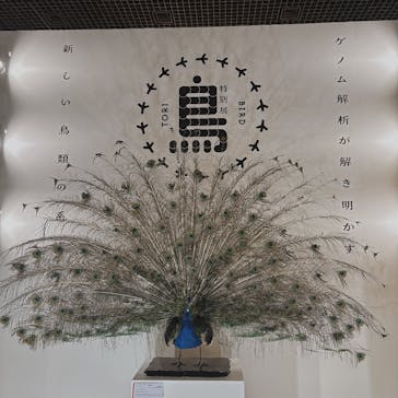 特別展「鳥 ～ゲノム解析が解き明かす新しい鳥類の系統～」国立科学博物館に投稿された画像（2025/2/8）