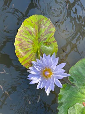 熱川バナナワニ園に投稿された画像（2025/2/8）