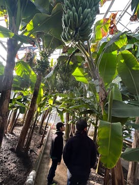 熱川バナナワニ園に投稿された画像（2025/2/8）