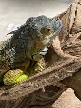 カワスイ 川崎⽔族館に投稿された画像（2025/2/8）