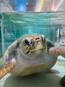 伊豆・三津シーパラダイスに投稿された画像（2025/2/8）