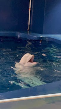 島根県立 しまね海洋館に投稿された画像（2025/2/8）