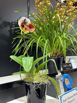 世界らん展2026-花と緑の祭典-に投稿された画像（2025/2/8）