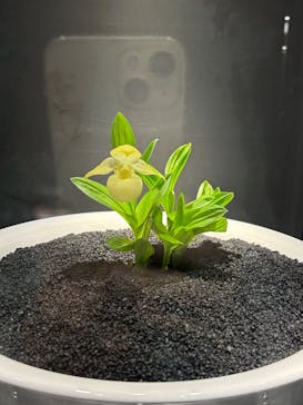 世界らん展2026-花と緑の祭典-に投稿された画像（2025/2/8）