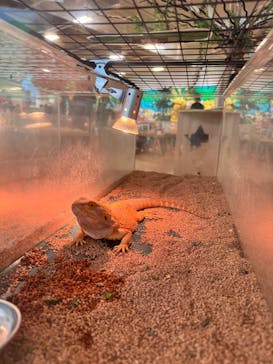 いきもの探検隊湘南に投稿された画像（2025/2/8）