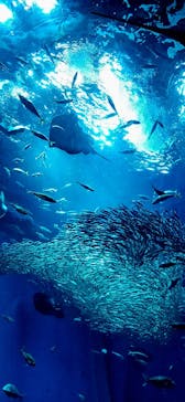 アクアワールド茨城県大洗水族館に投稿された画像（2025/2/8）