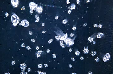 アクアワールド茨城県大洗水族館に投稿された画像（2025/2/8）