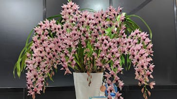 世界らん展2026-花と緑の祭典-に投稿された画像（2025/2/8）