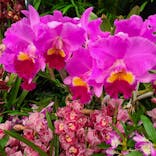 世界らん展2026-花と緑の祭典-に投稿された画像（2025/2/8）