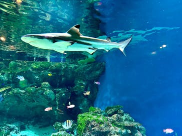 マクセル アクアパーク品川に投稿された画像（2025/2/8）