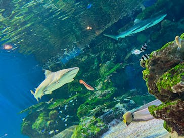 マクセル アクアパーク品川に投稿された画像（2025/2/8）