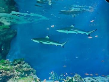 マクセル アクアパーク品川に投稿された画像（2025/2/8）