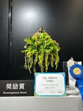 世界らん展2026-花と緑の祭典-に投稿された画像（2025/2/8）