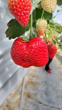 お陽様農園に投稿された画像（2025/2/8）