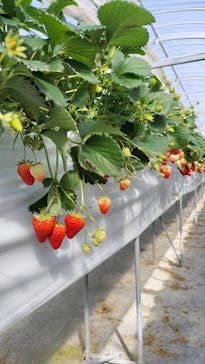 お陽様農園に投稿された画像（2025/2/8）