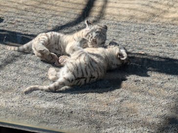 東武動物公園に投稿された画像（2025/2/8）