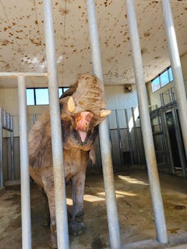 しろとり動物園に投稿された画像（2025/2/8）