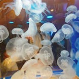 しながわ水族館に投稿された画像（2025/2/8）