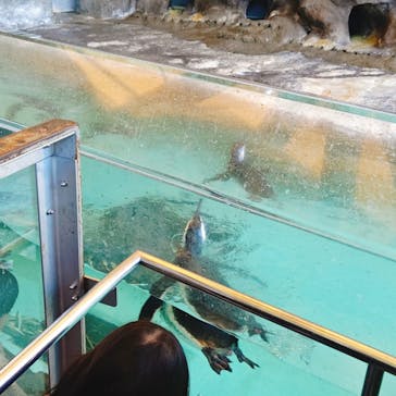 しながわ水族館に投稿された画像（2025/2/8）
