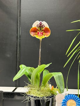 世界らん展2026-花と緑の祭典-に投稿された画像（2025/2/8）