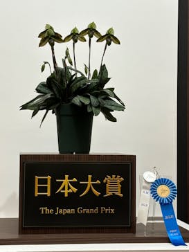 世界らん展2026-花と緑の祭典-に投稿された画像（2025/2/8）