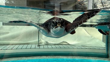 名古屋港水族館に投稿された画像（2025/2/8）