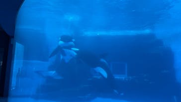 名古屋港水族館に投稿された画像（2025/2/8）