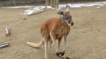 名古屋市東山動植物園に投稿された画像（2025/2/8）