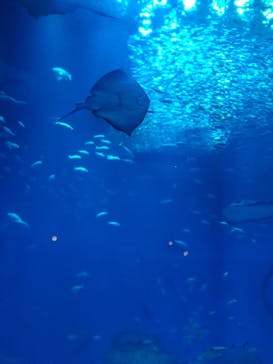 アクアワールド茨城県大洗水族館に投稿された画像（2025/2/8）