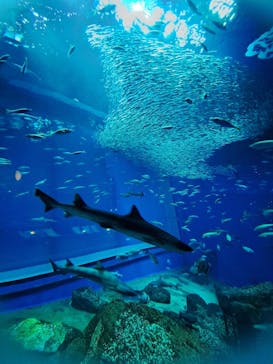 アクアワールド茨城県大洗水族館に投稿された画像（2025/2/8）