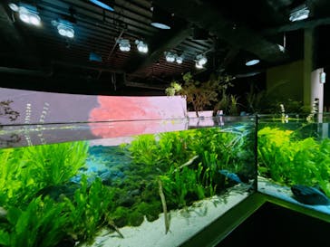 カワスイ 川崎⽔族館に投稿された画像（2025/2/8）