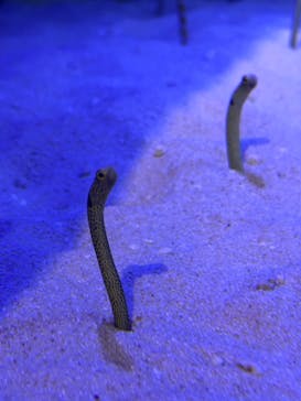 竹島水族館に投稿された画像（2025/2/9）