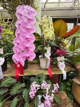 沖縄美ら海水族館×熱帯ドリームセンターに投稿された画像（2025/2/9）