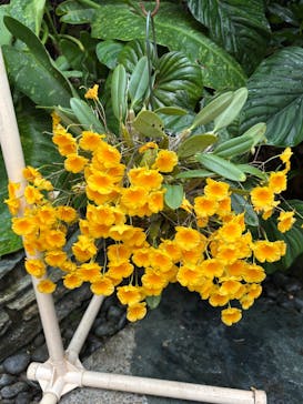 沖縄美ら海水族館×熱帯ドリームセンターに投稿された画像（2025/2/9）